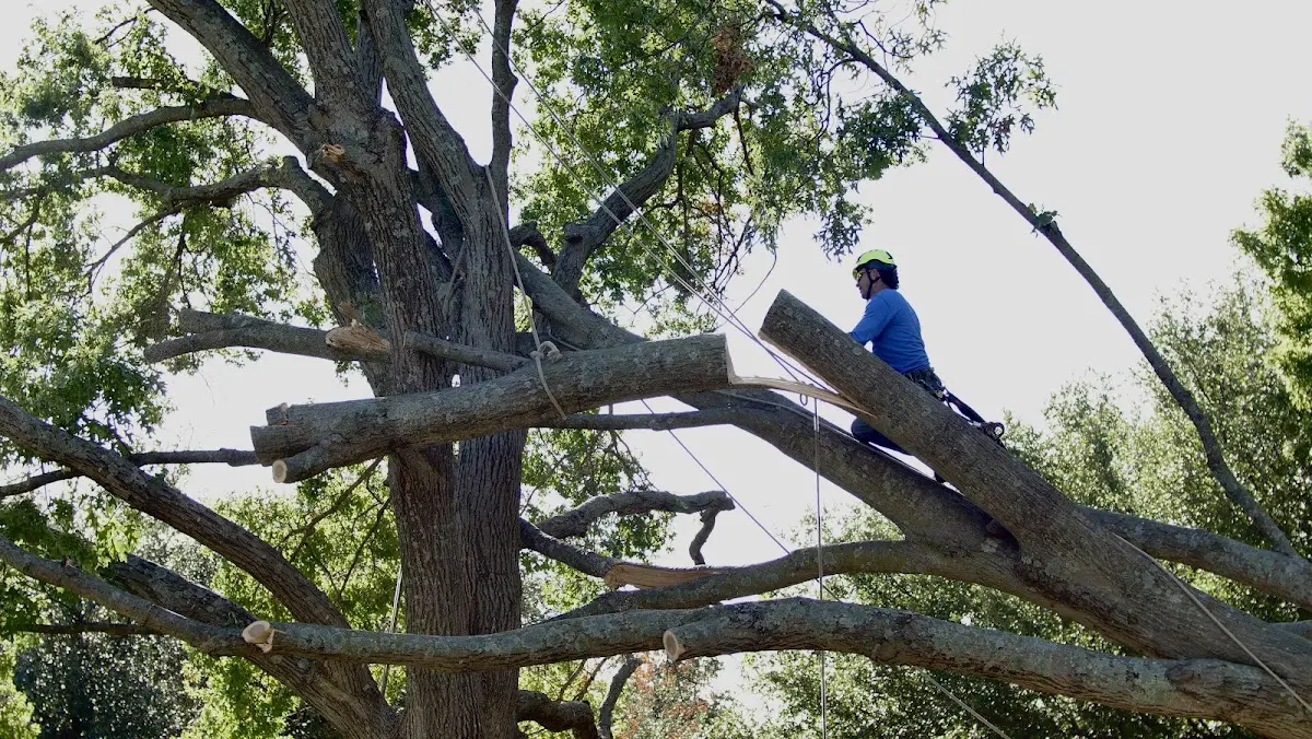 Professional Crown Thinning performed by certified arborists in Sunset Beach