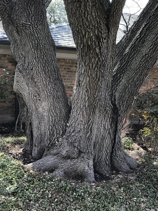 Mature heritage tree close to a Sunset Beach property cared for by certified arborists